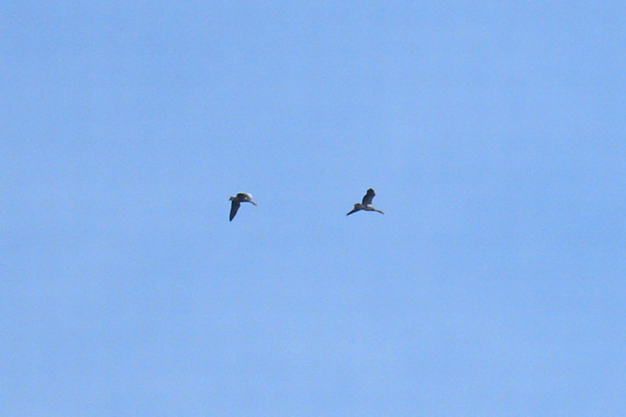 DSC09523.JPG