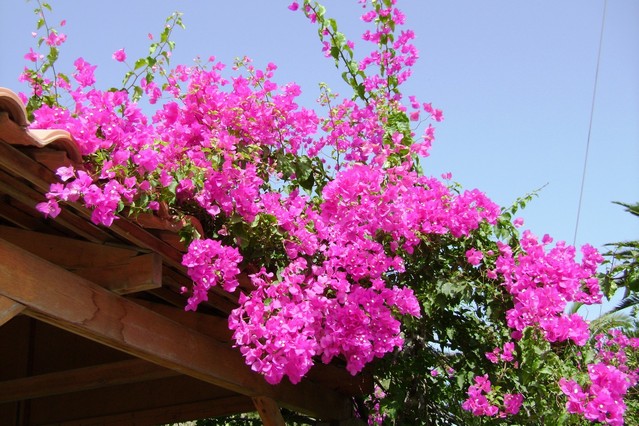 DSC00044.JPG